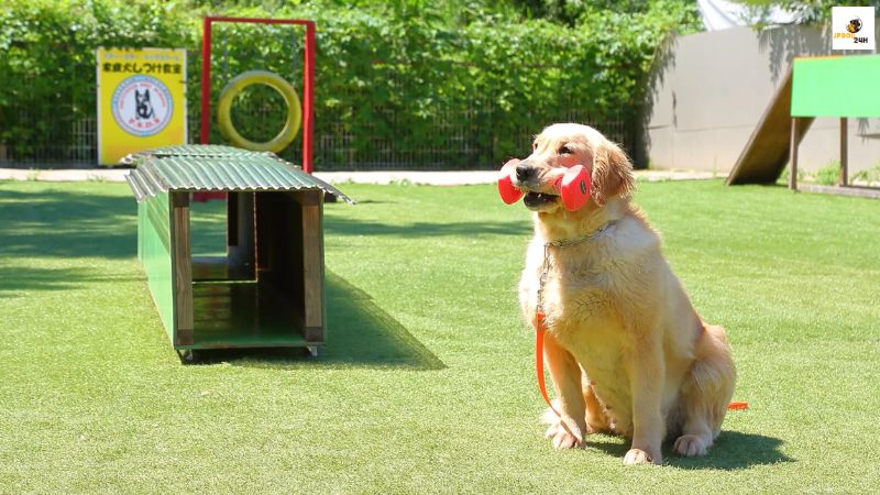 犬 しつけ 教室 預かり 訓練