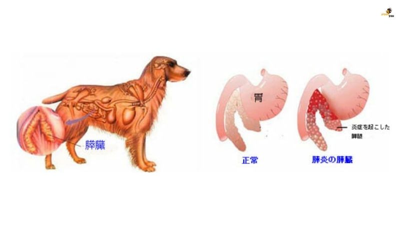 犬 の 急性 膵炎