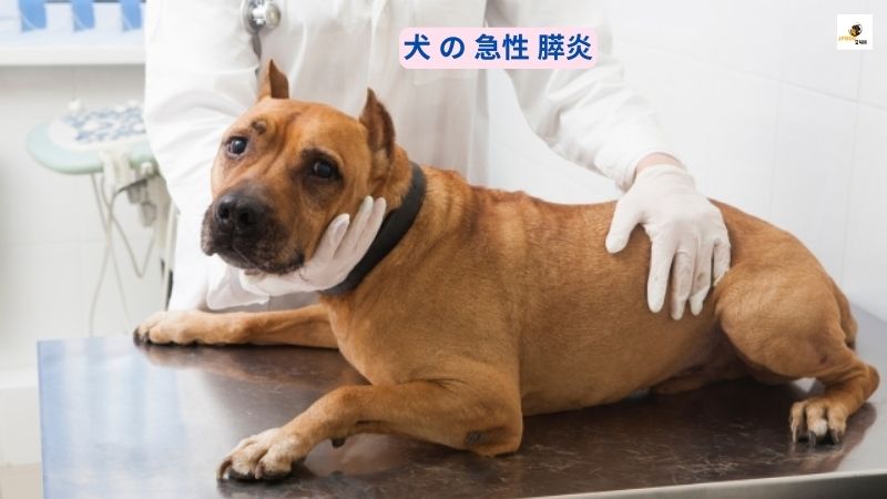 犬 の 急性 膵炎