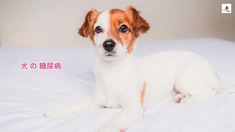 犬 の 糖尿病