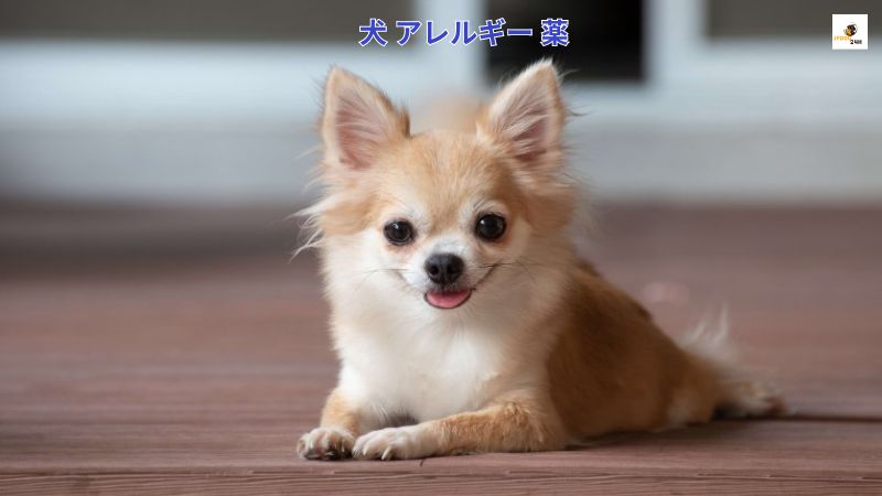 犬 アレルギー 薬