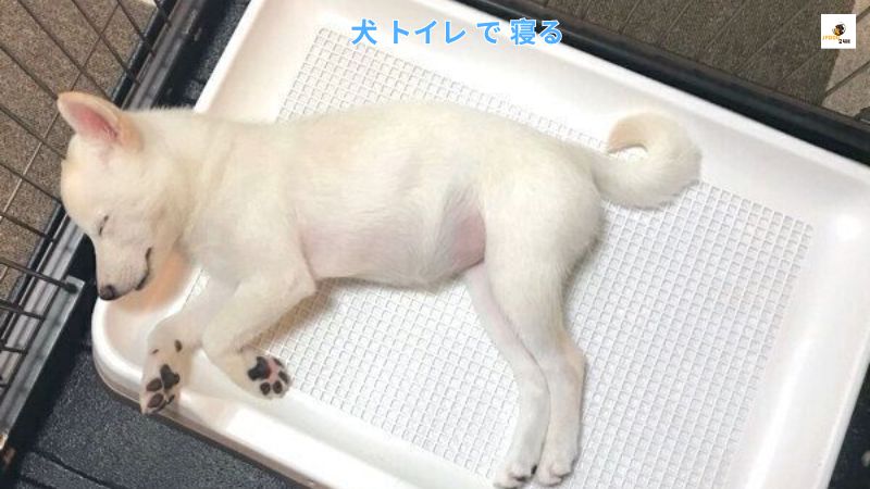 犬 トイレ で 寝る