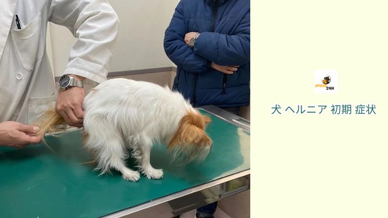 犬 ヘルニア 初期 症状