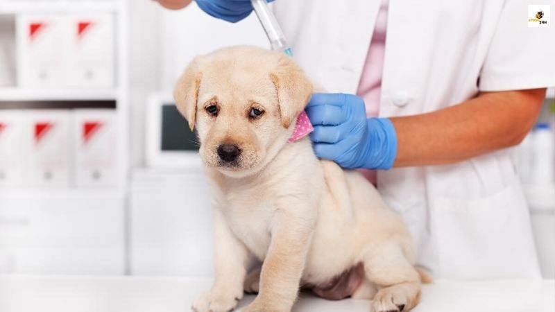 犬 ワクチン スケジュール