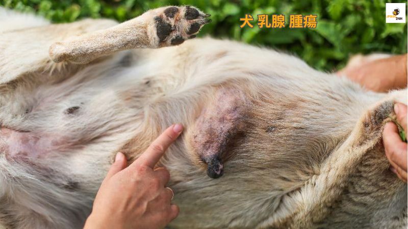 犬 乳腺 腫瘍