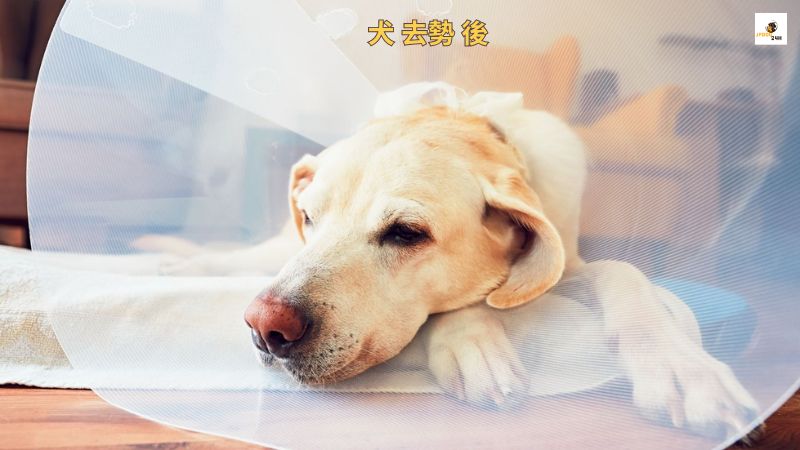 犬 去勢 後