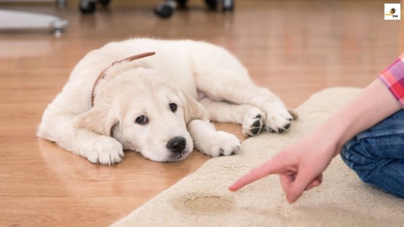 犬 反抗 期