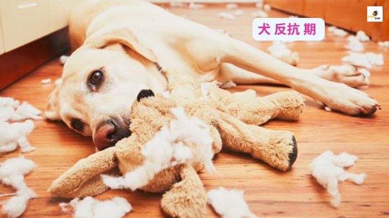 犬 反抗 期