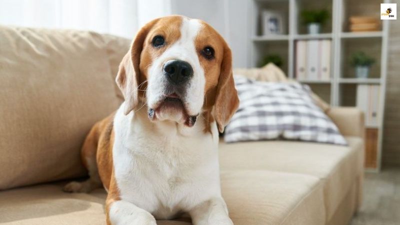 犬 呼吸 が 早い 老 犬