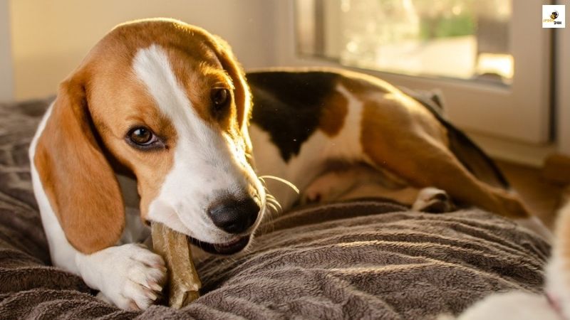 犬 呼吸 が 早い 老 犬