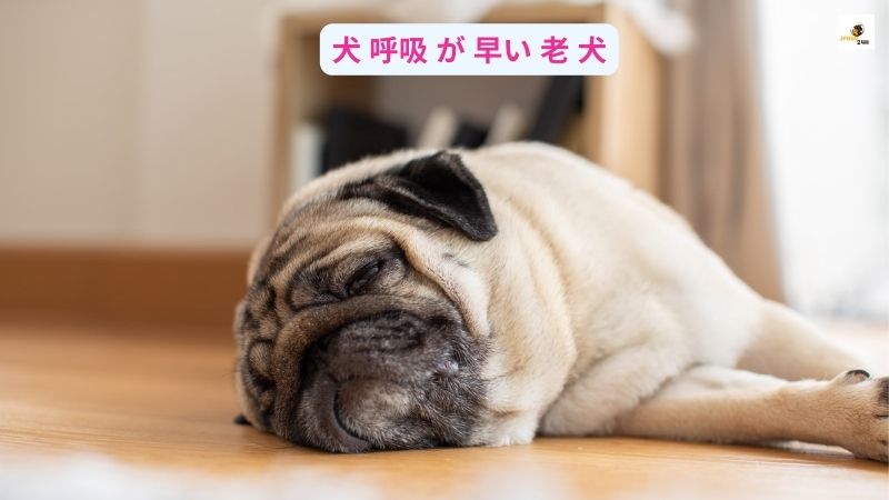 犬 呼吸 が 早い 老 犬