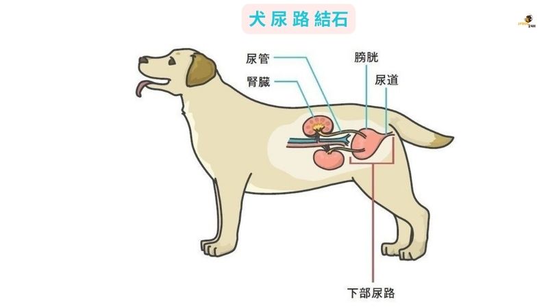 犬 尿 路 結石