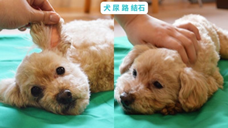 犬 後ろ足 力 が 入ら ない マッサージ