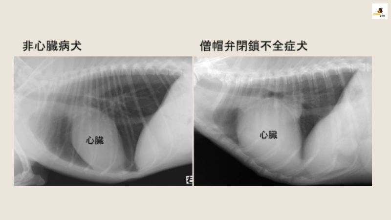 犬 心臓 肥大