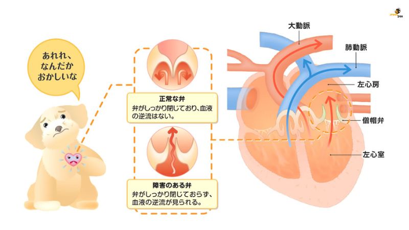 犬 心臓 肥大