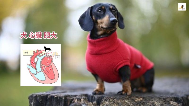 犬 心臓 肥大