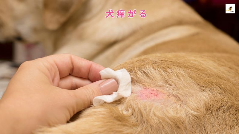 犬 痒 が る