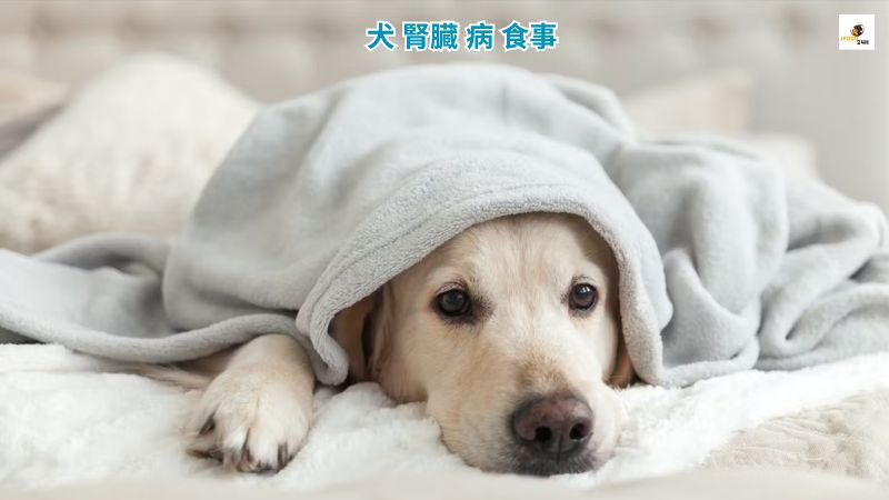 犬 腎臓 病 食事