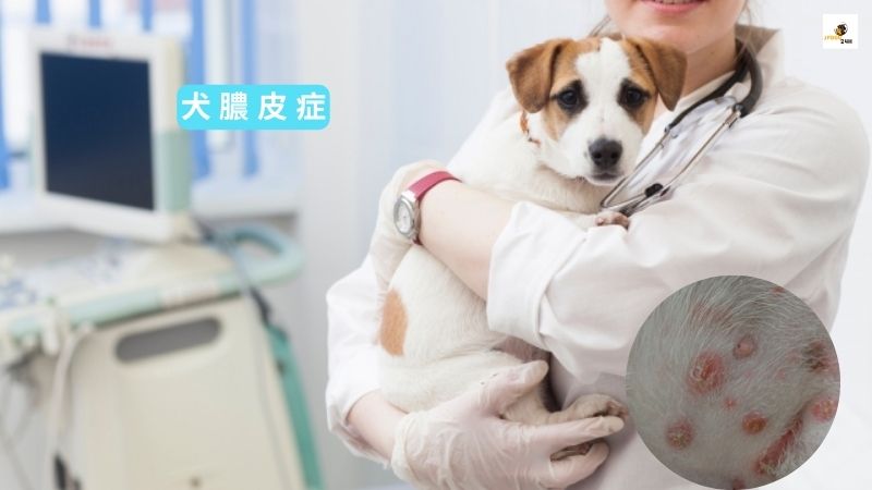 犬 膿 皮 症