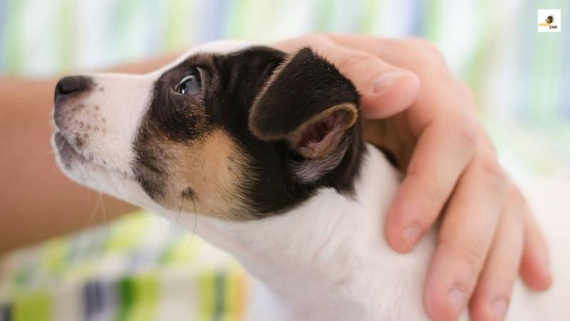 犬 落ち着き が ない