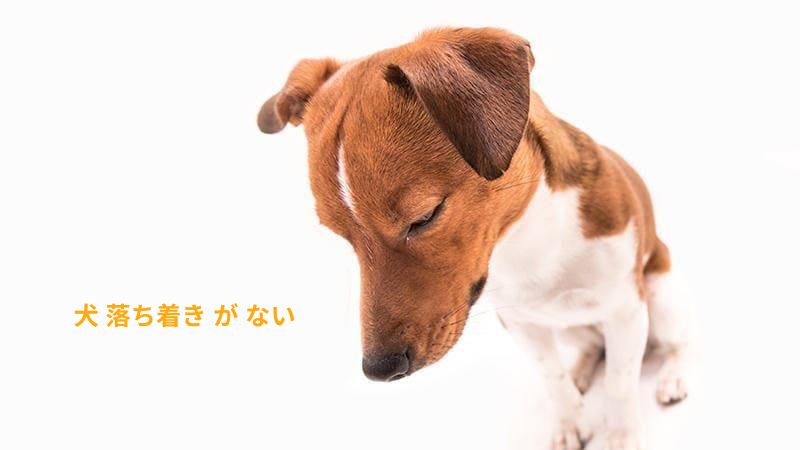 犬 落ち着き が ない