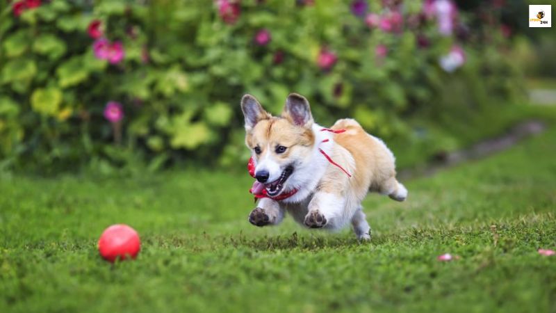 飼っ て は いけない 犬 ランキング