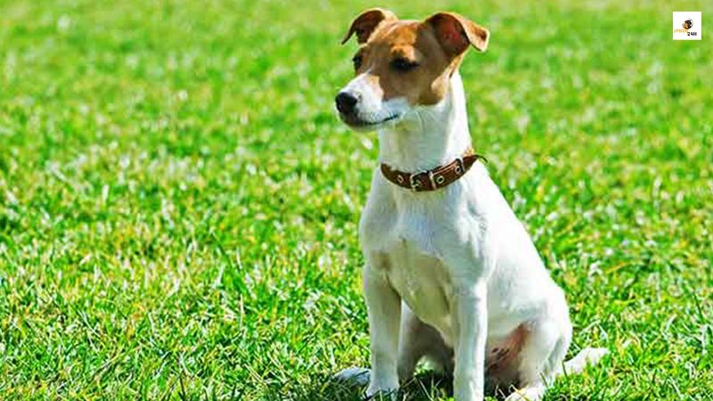 飼っ て は いけない 犬 ランキング