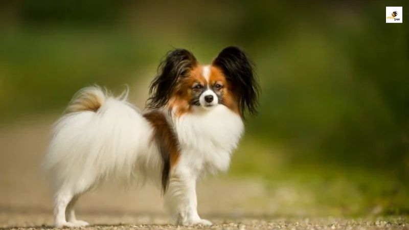 飼っ て は いけない 犬 ランキング