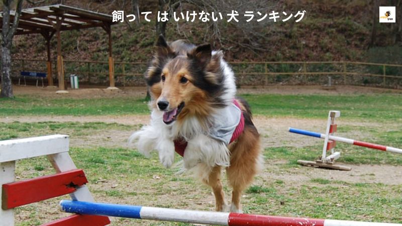 飼っ て は いけない 犬 ランキング